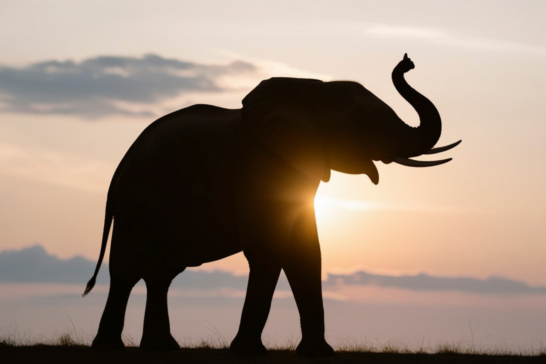 elephant silhouette